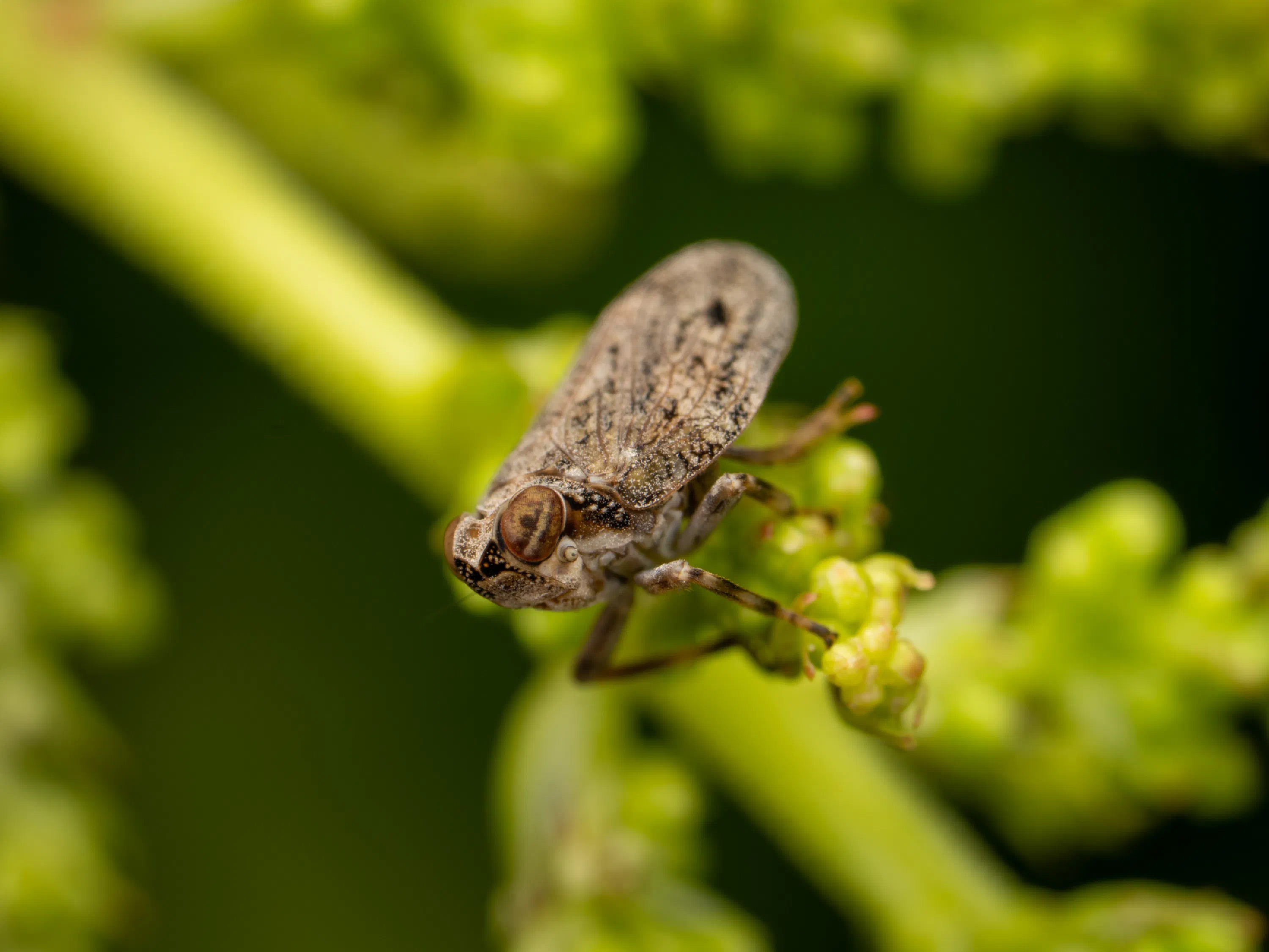 Issus coleoptratus