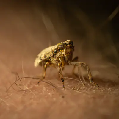 Issid Planthoppers
