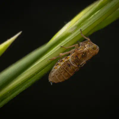 Delphacid Planthoppers