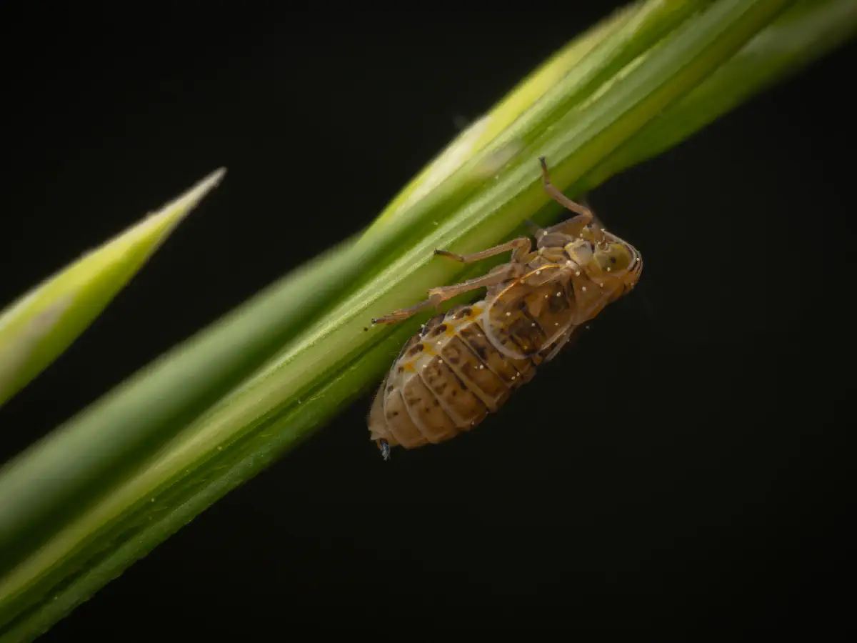 Dicranotropis hamata