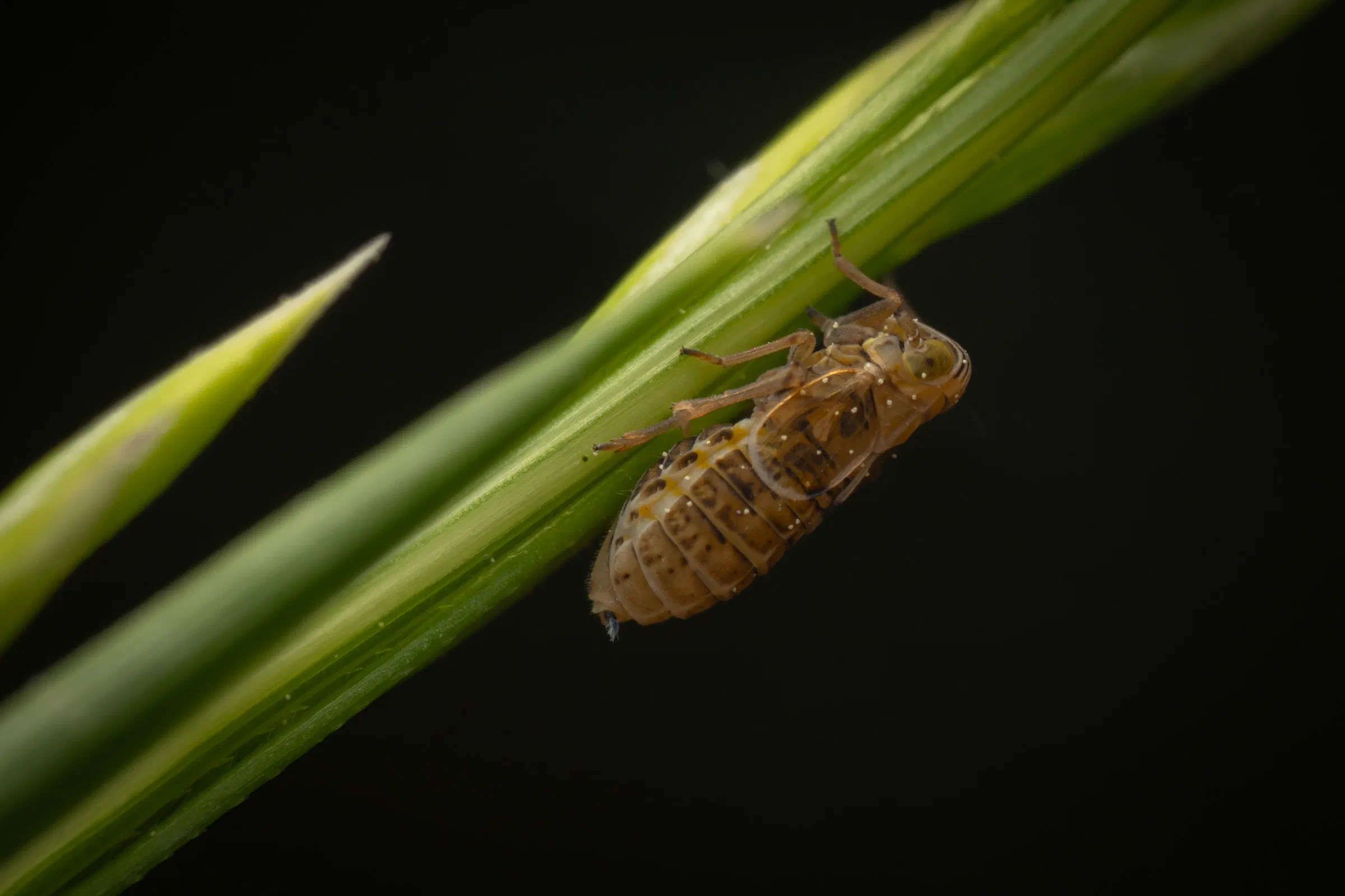 Dicranotropis hamata