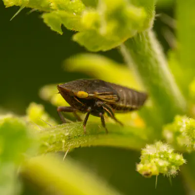 Typical Leafhoppers