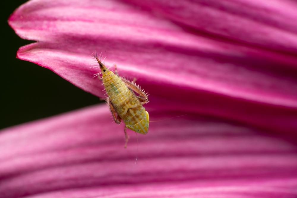 October 21, 2024 – Issue No. 430
– Issue No. 430: “Privet Leafhopper“ Privet Leafhopper