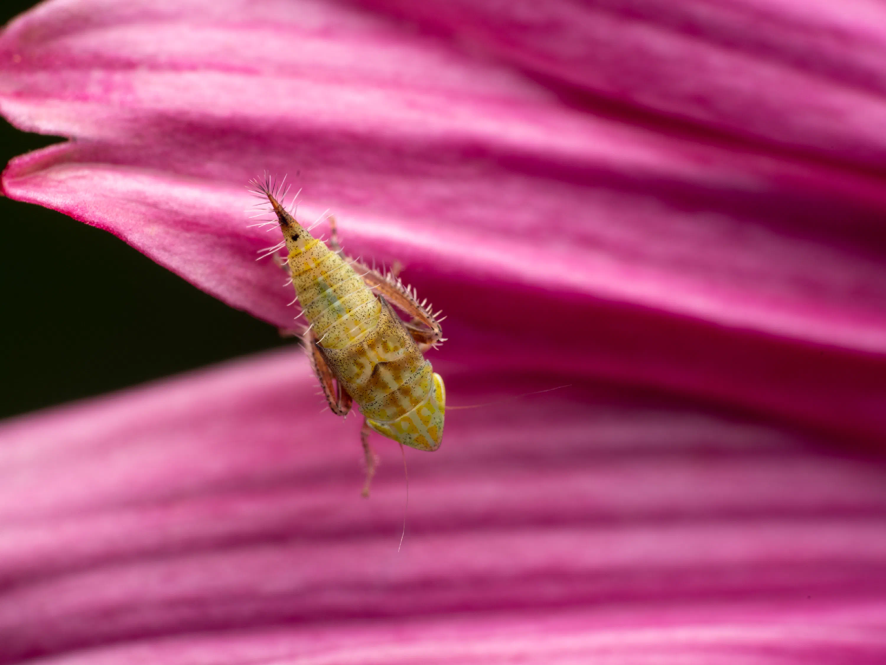 Fieberiella florii