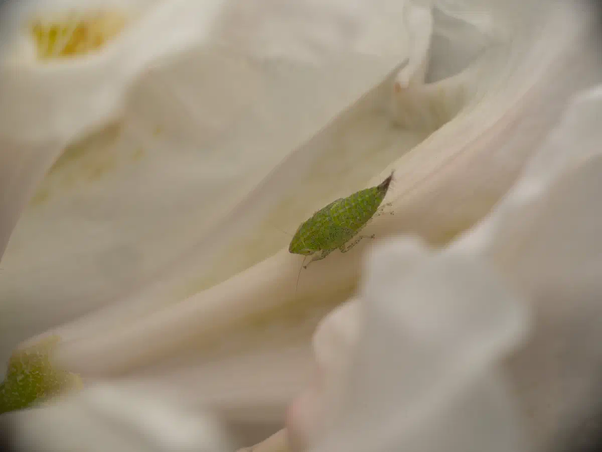 Ligusterstrauchzirpe