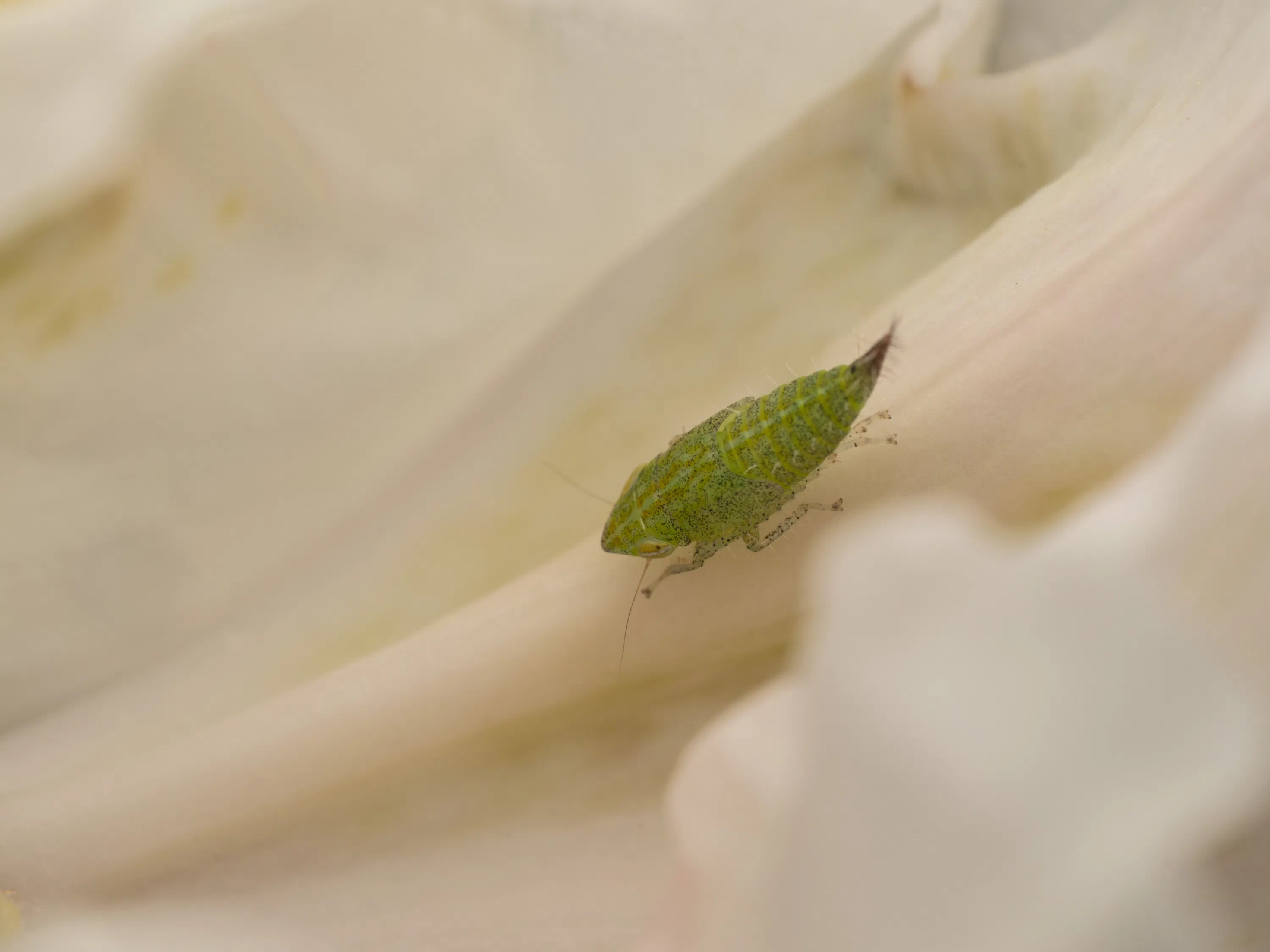 Fieberiella florii