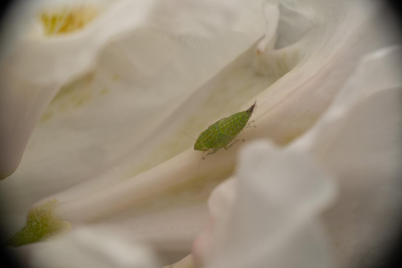 Privet Leafhopper – No. 2