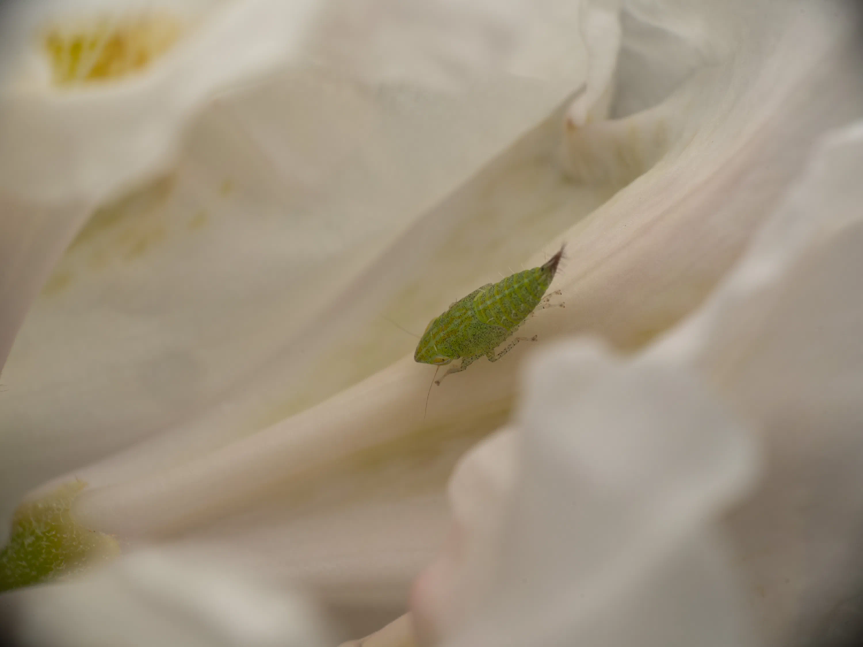 Privet Leafhopper