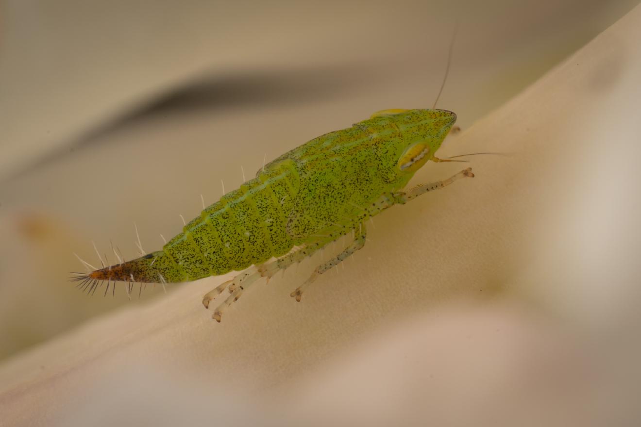 Privet Leafhopper – No. 3