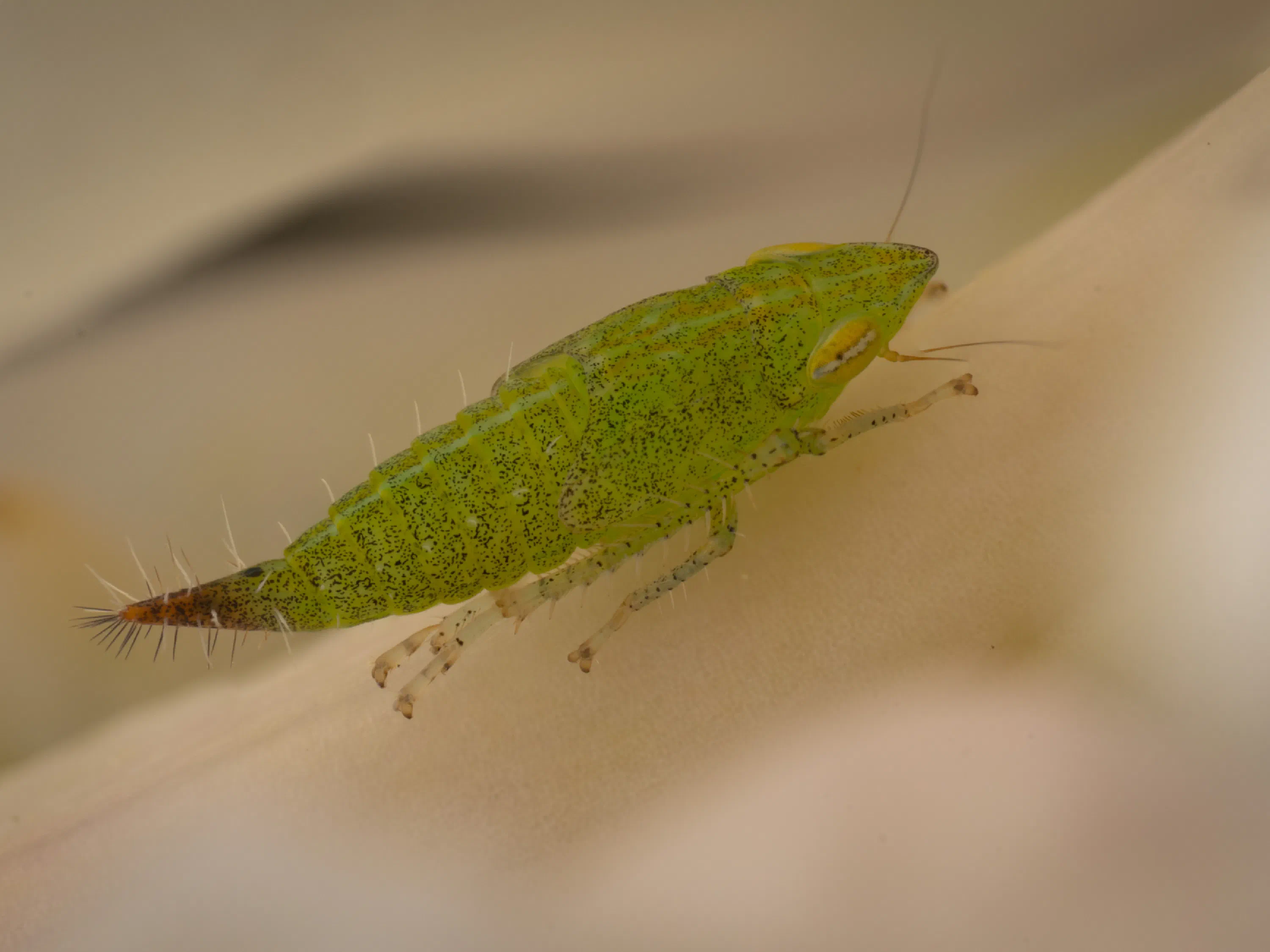 Privet Leafhopper