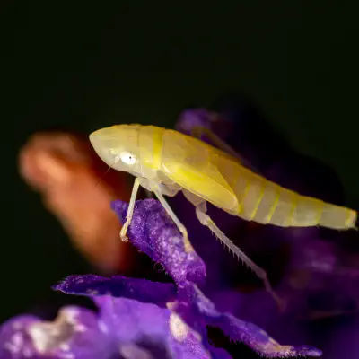 Lorbeerzirpe