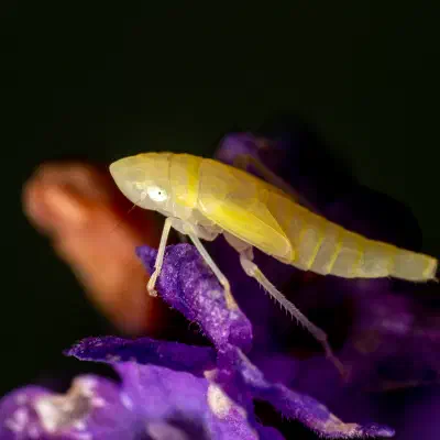 Synophropsis lauri