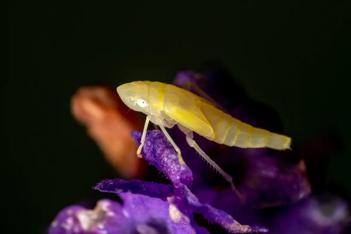 Synophropsis lauri