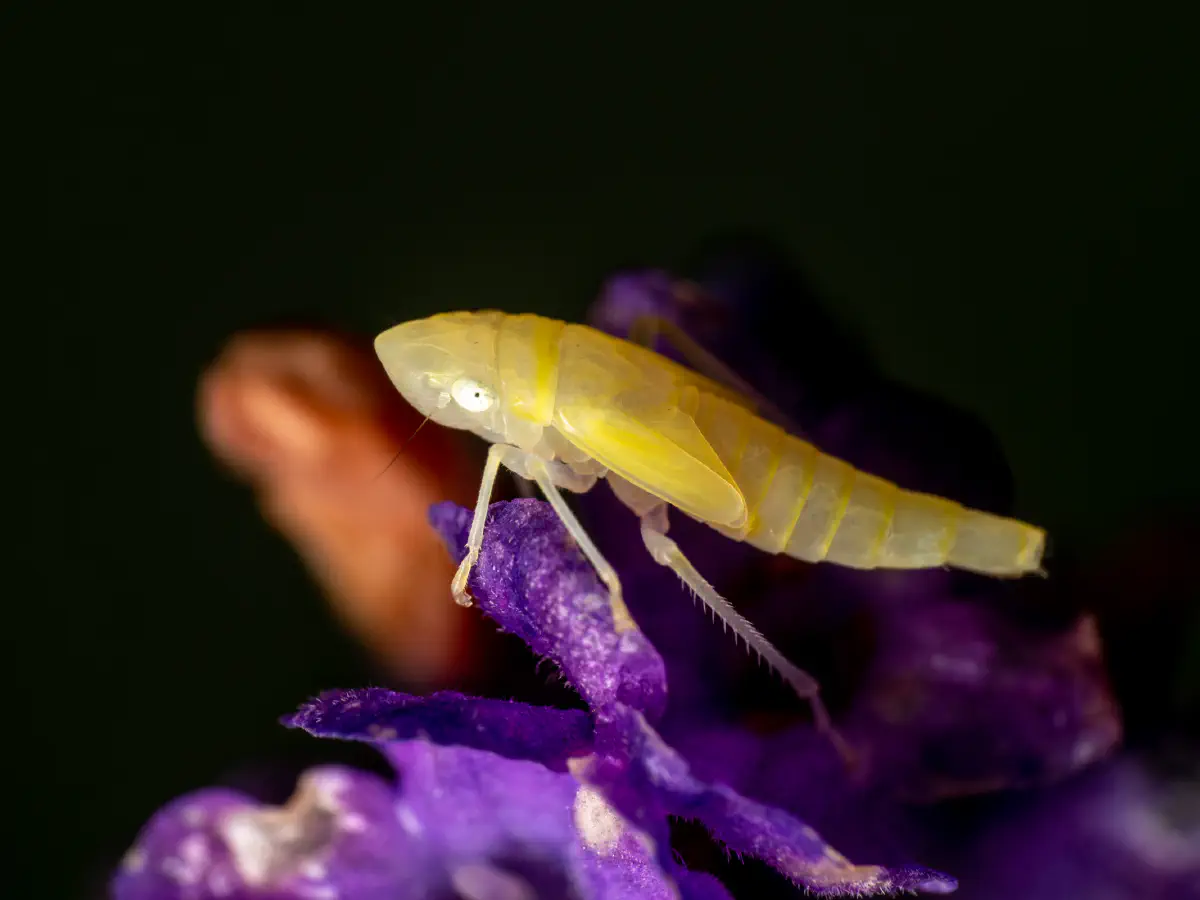 Cicadelle du Laurier