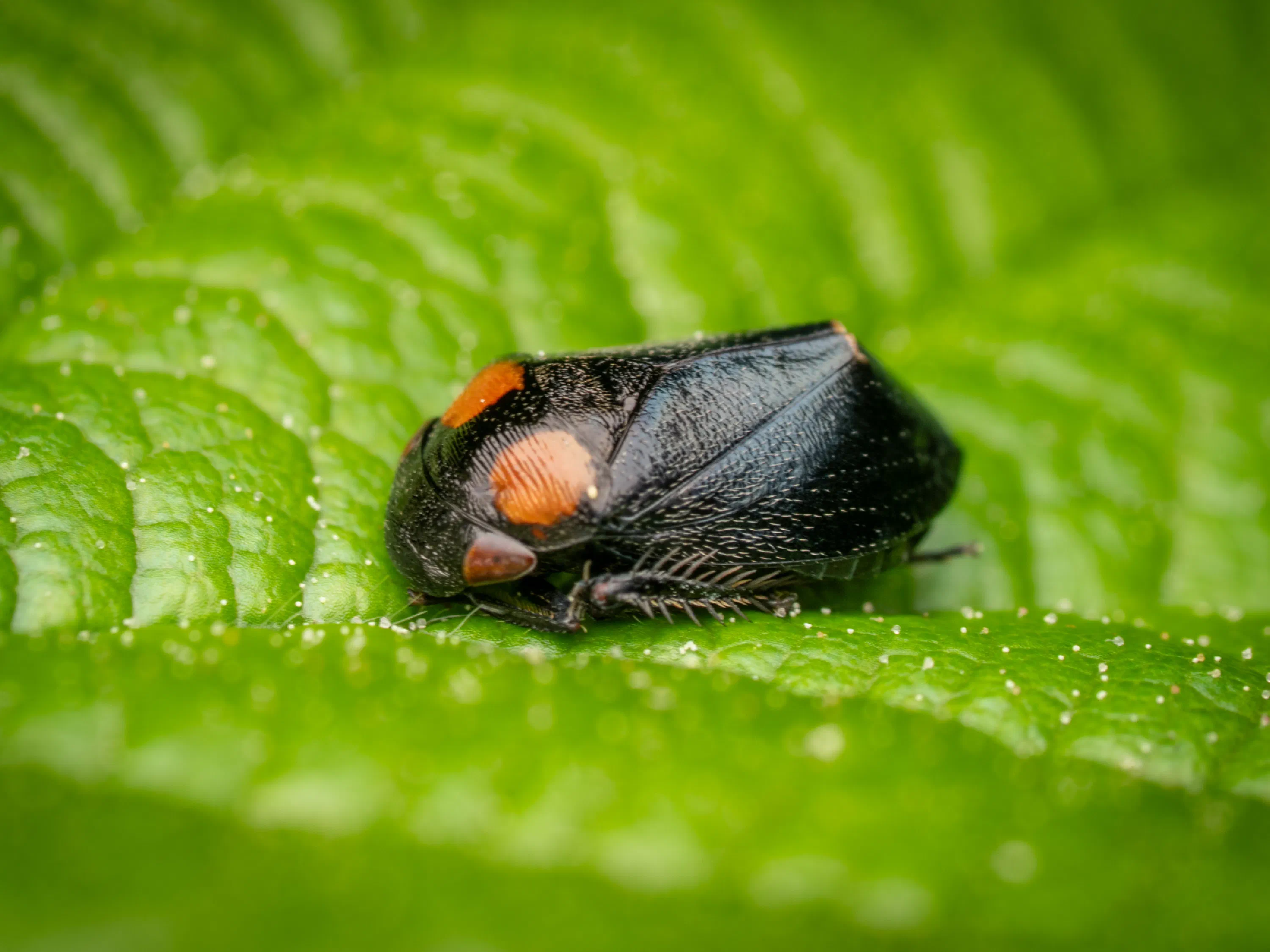 Penthimia nigra