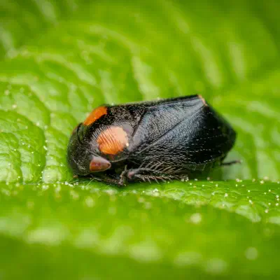 Penthimia nigra