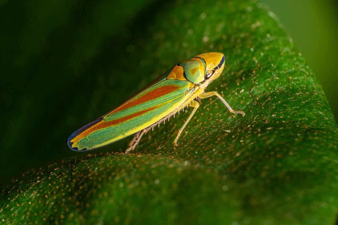 Rhododendron Leafhopper – No. 1