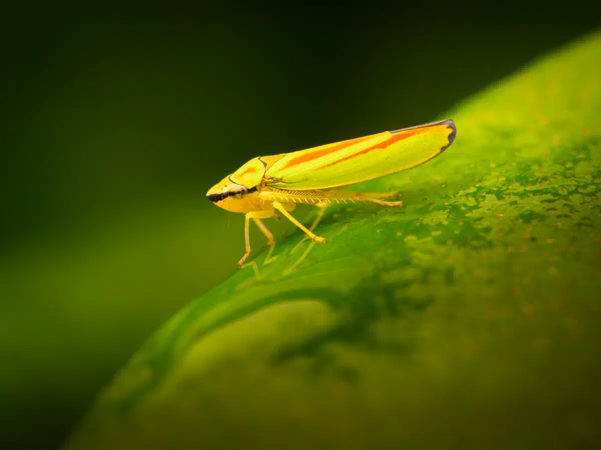 Cicadelle du rhododendron