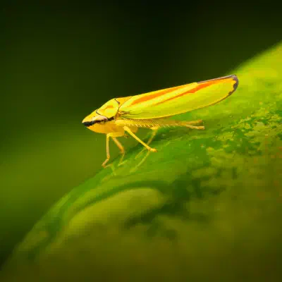 Rhododendron Leafhopper