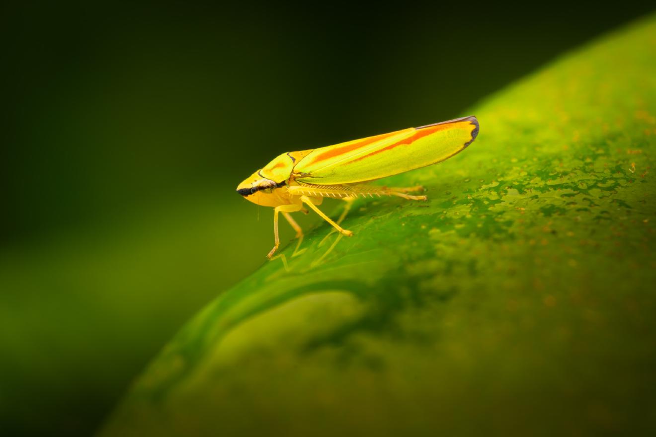 Rhododendron Leafhopper – No. 1