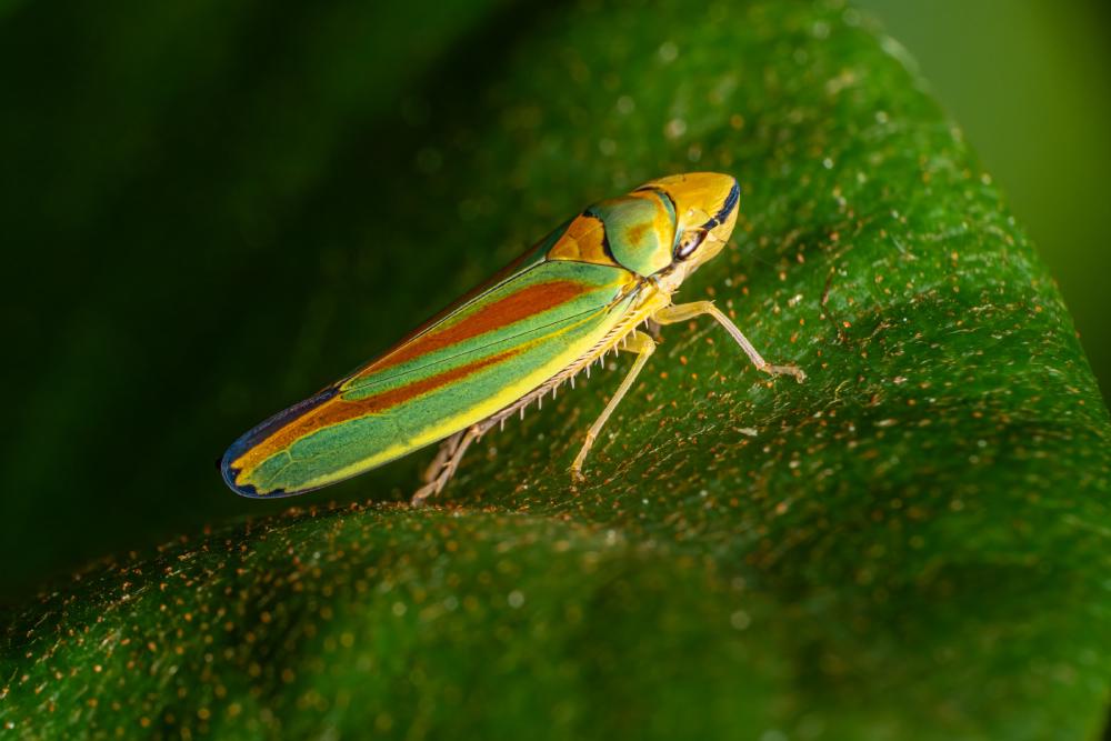 October 7, 2023 – Issue No. 50
– Issue No. 50: “Rhododendron Leafhopper“ Rhododendron Leafhopper