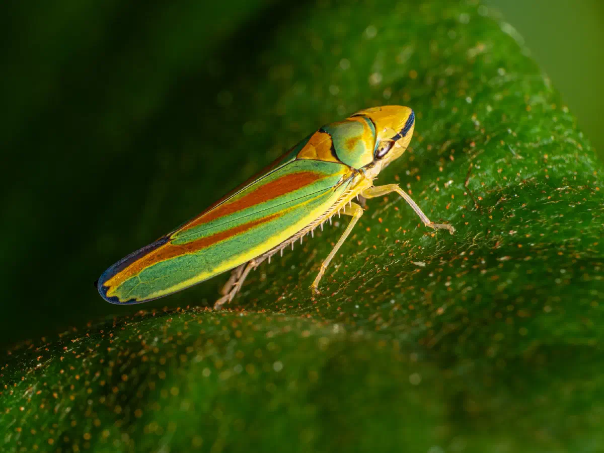 Cicadelle du rhododendron