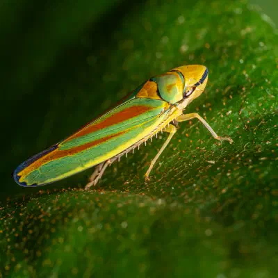 Rhododendron Leafhopper