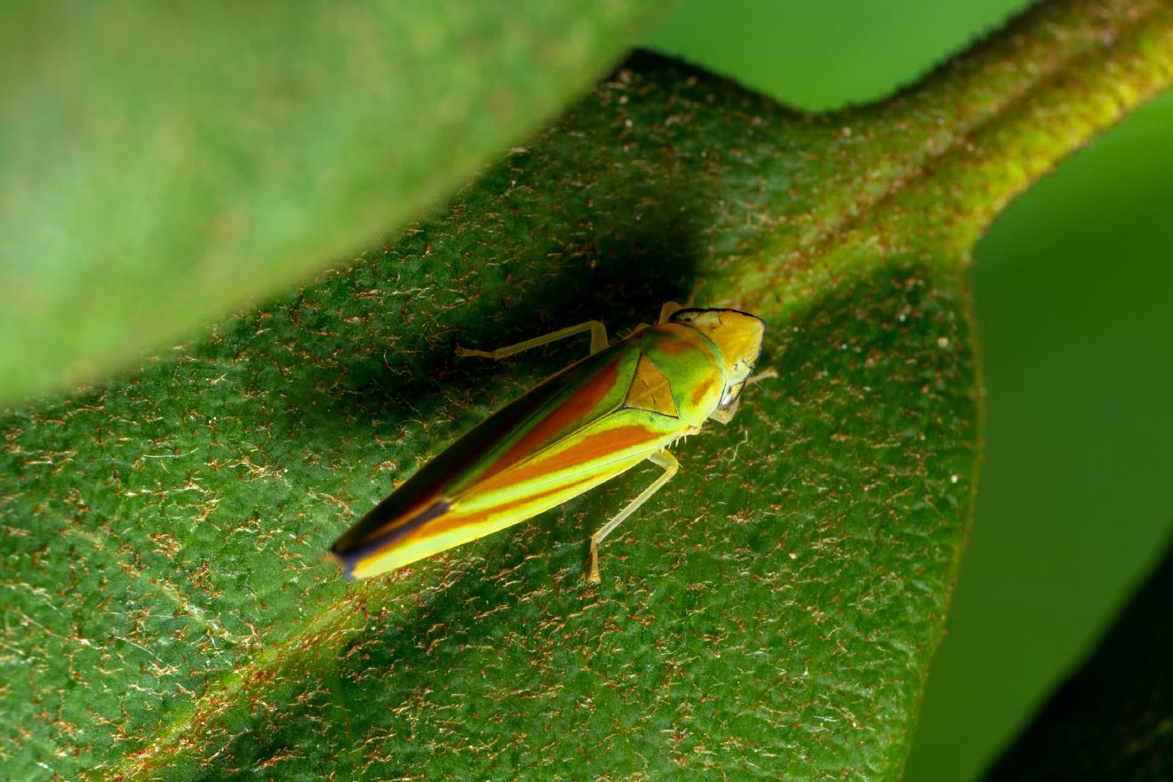 Rhododendron Leafhopper – No. 3