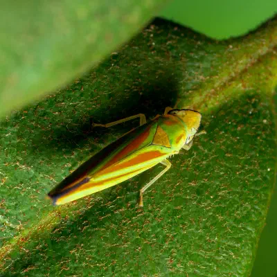 Rhododendron Leafhopper