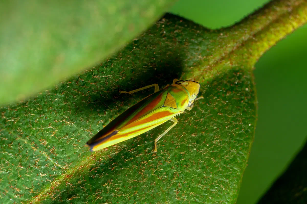 Graphocephala fennahi