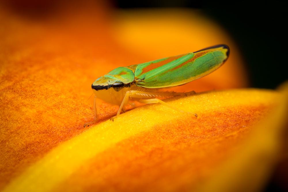 June 6, 2024 – Issue No. 293
– Issue No. 293: “Rhododendron Leafhopper“ Rhododendron Leafhopper