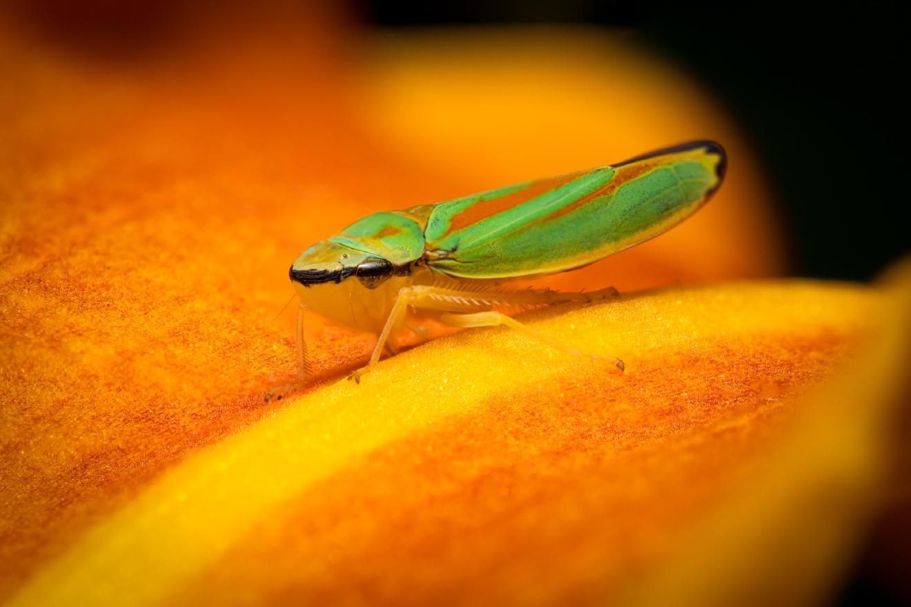 Rhododendron Leafhopper – No. 3