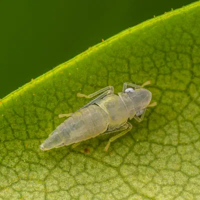Rhododendron Leafhopper