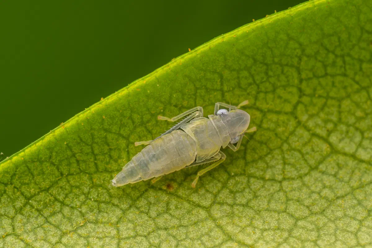 Rhododendron Leafhopper