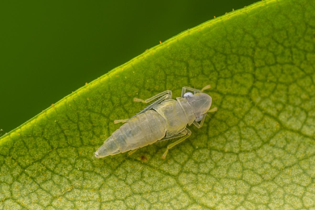 Rhododendron Leafhopper – No. 5