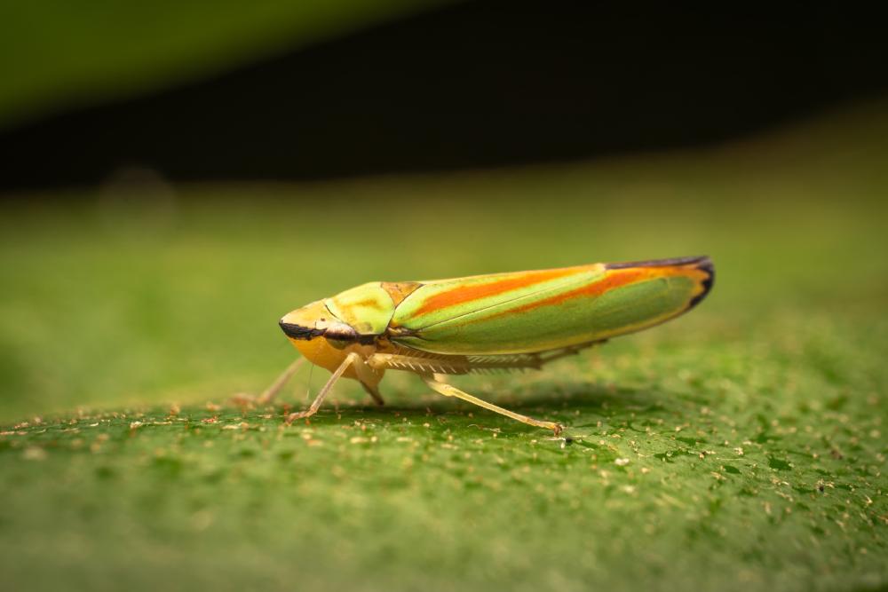 May 1, 2025 – Issue No. 622
– Issue No. 622: “Rhododendron Leafhopper“ Rhododendron Leafhopper