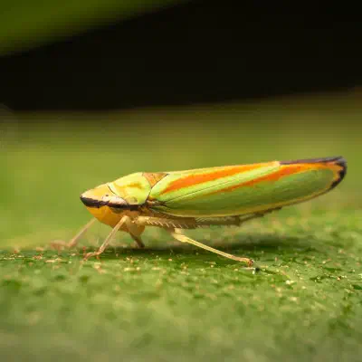 Rhododendron Leafhopper