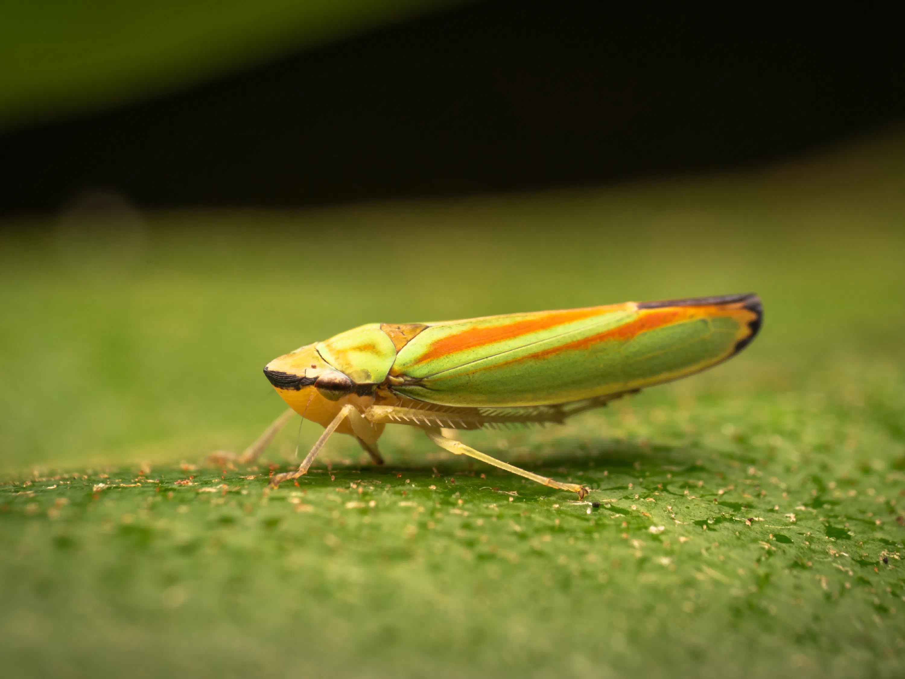 Graphocephala fennahi