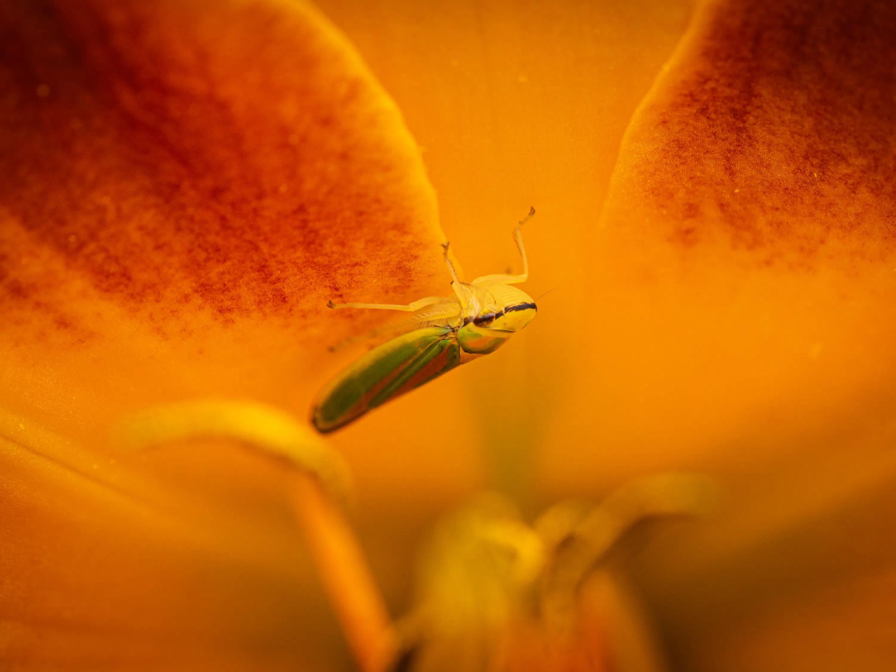Graphocephala fennahi