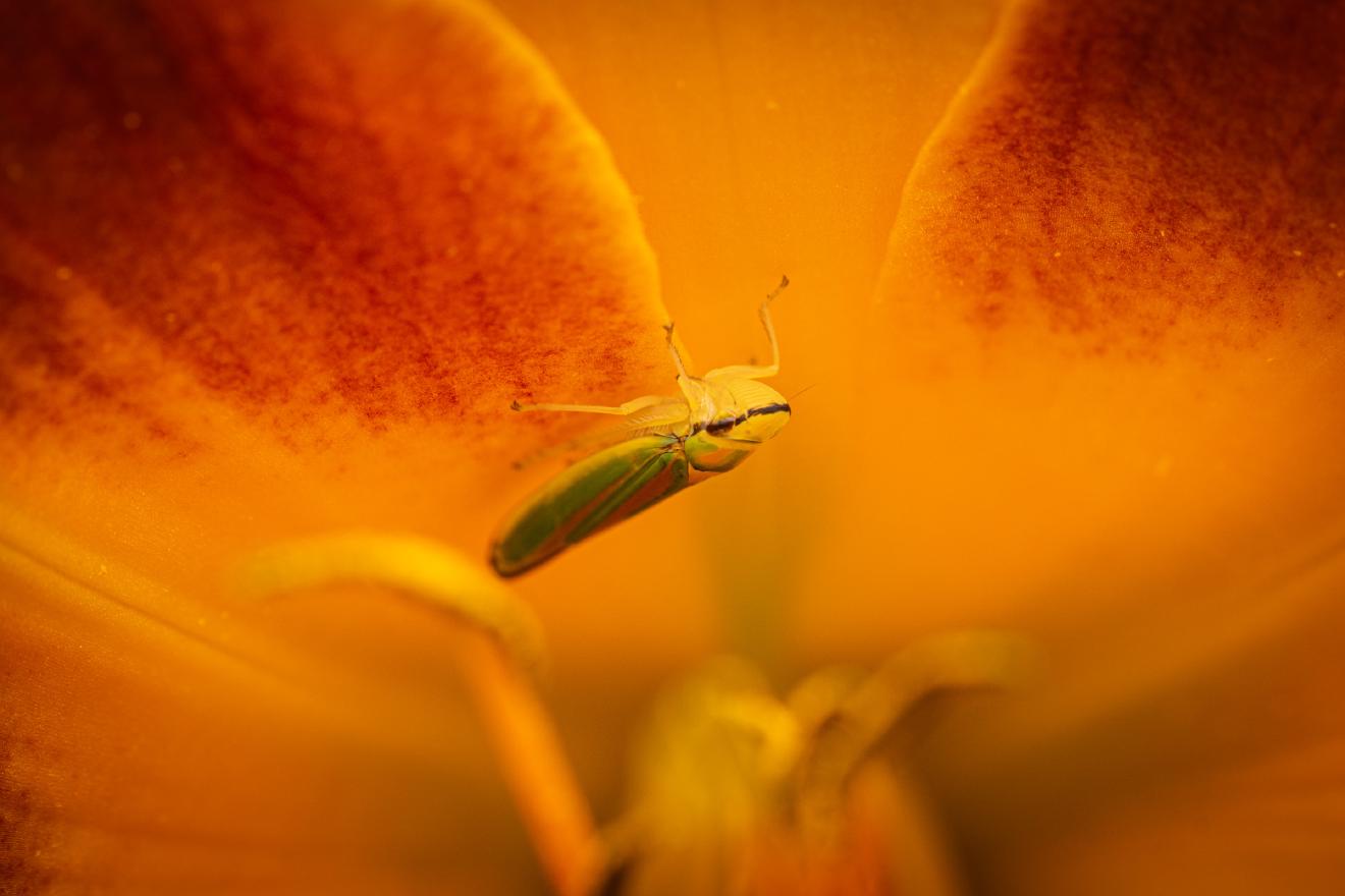 Rhododendron Leafhopper – No. 7