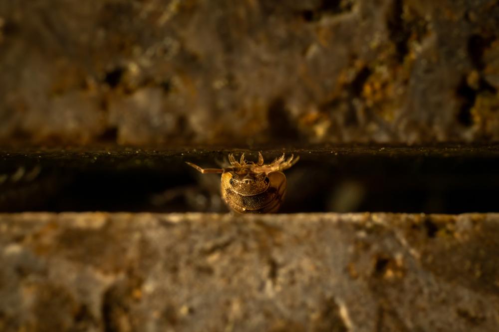 July 2, 2024 – Issue No. 319
– Issue No. 319: “Common Rough Woodlouse“ Common Rough Woodlouse