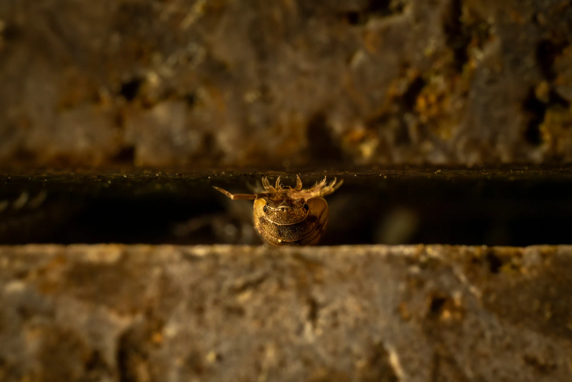 Cochinilla europea