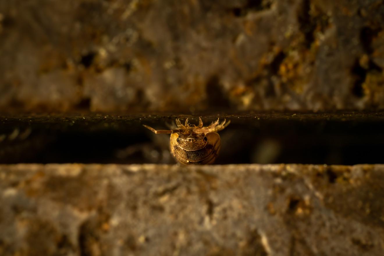 Common Rough Woodlouse – No. 1