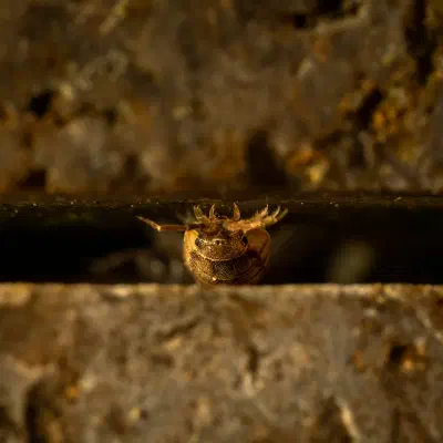 Common Rough Woodlouse