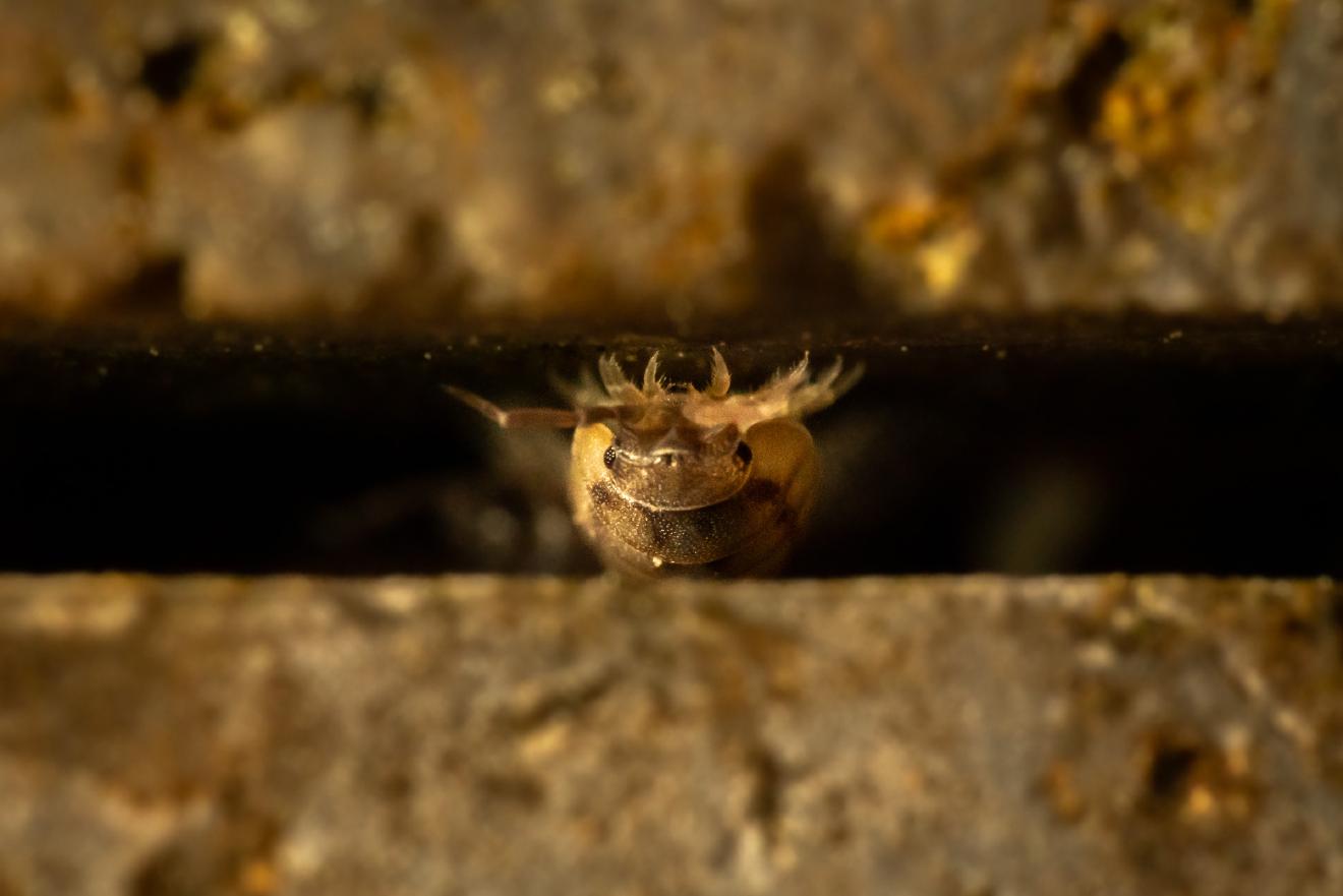 Common Rough Woodlouse – No. 2