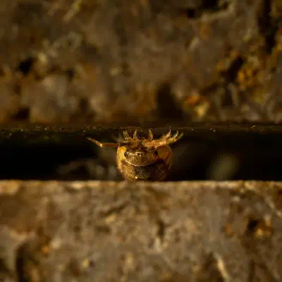 Common Rough Woodlouse