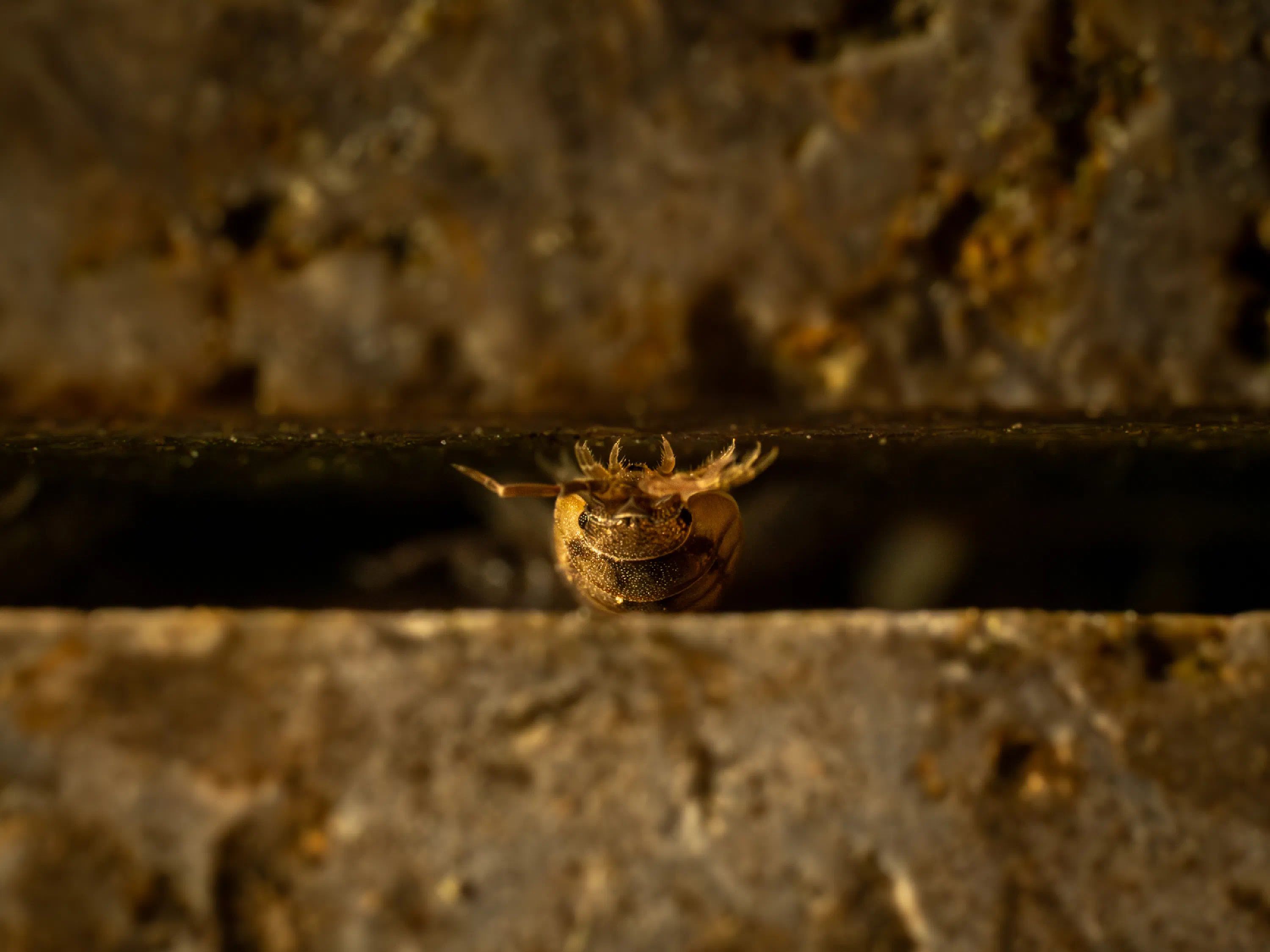Common Rough Woodlouse