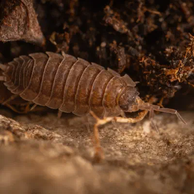 Common Rough Woodlouse