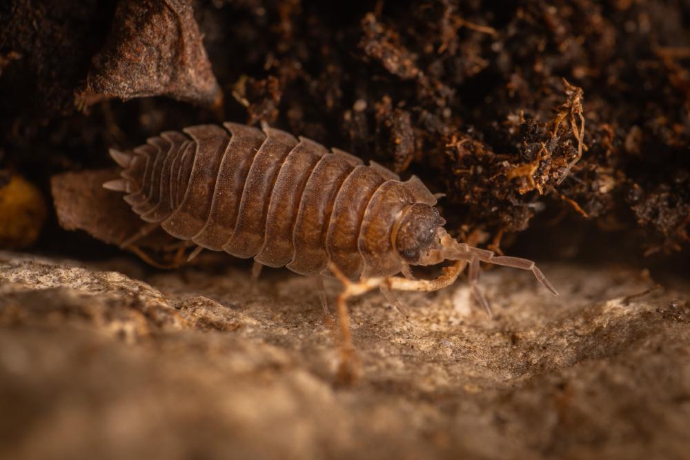 July 15, 2024 – Issue No. 332
– Issue No. 332: “Common Rough Woodlouse“ Common Rough Woodlouse