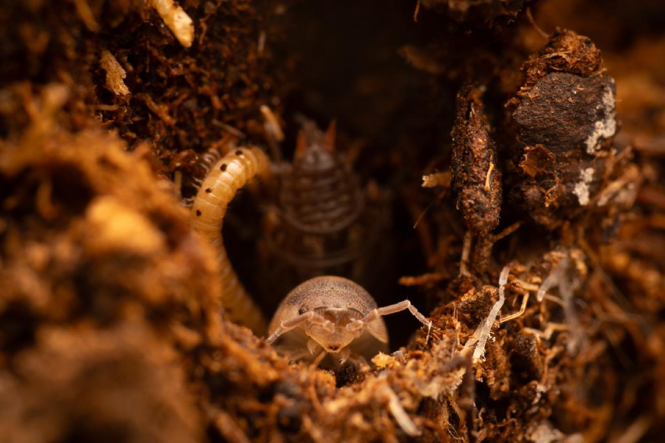 Common Rough Woodlouse – No. 4